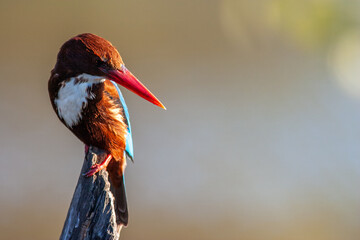 The white-throated kingfisher (Halcyon smyrnensis) in Keoladeo national park (bharatpur bird...