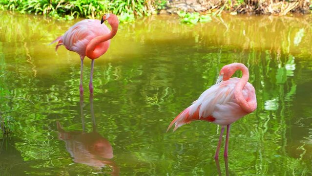 Graceful Elegant Flamingos Wading in the Lily Pond.