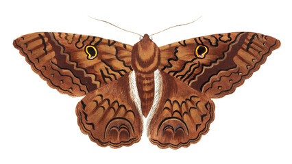 Png hand drawn sable moth illustration