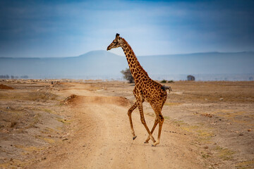 Ugandan Giraffe crossing a dirt track in Amboseli National Park, Kenya
