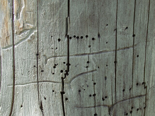 Texture of wood with bark beetle passages. Under the bark. Insect passages, natural pattern. Background, texture.
