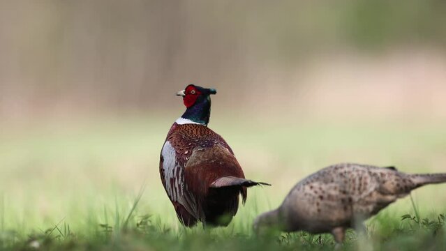 Bird - Common pheasant Phasianus colchius Ring-necked pheasant in natural habitat wildlife Poland Europe