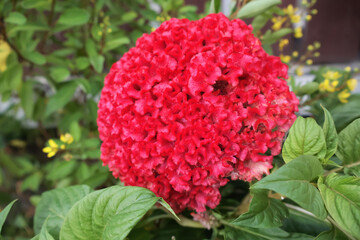 Bright red celosia cristata flowers on the tree behind a brown fence.