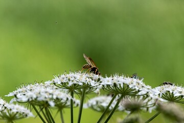 bee on a flower