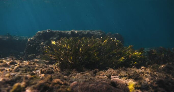 Seaweed underwater with sun rays in transparent shallow ocean. Aquatic plant in sea