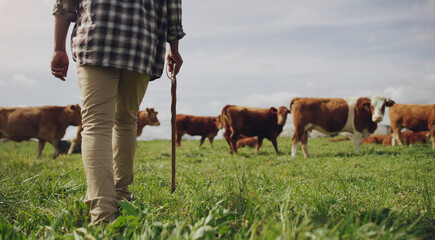 Cows, farmer or man walking on farm agriculture for livestock, sustainability or agro business in...