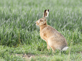 Hare sitting in cornfield 