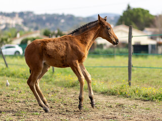 Fototapeta premium Beautiful two months-old filly