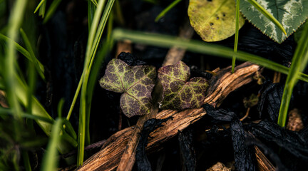 Ivy hearts growing on the ground