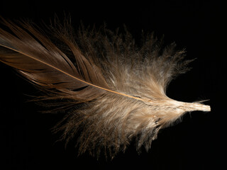 bird feather on black