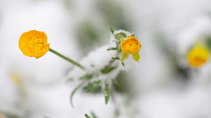 close up of fresh yellow flowers of  buttercup blooming in a spring snow - 788484908