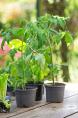 young tomato plants in pot on a wooden table ready to plant in vegetable garden - 788484942