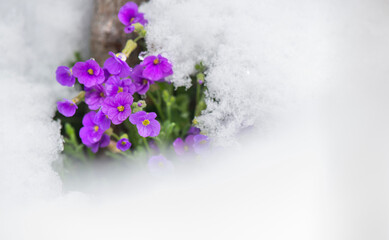 close up of fresh purple flowers blooming in a spring snow covered a garden - 788484956