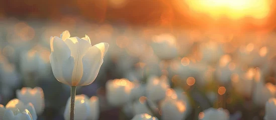 Fotobehang Stunning white tulip blooms in a tulip field, set against a backdrop of blurred tulip flowers in the warm glow of the setting sun. © Vusal