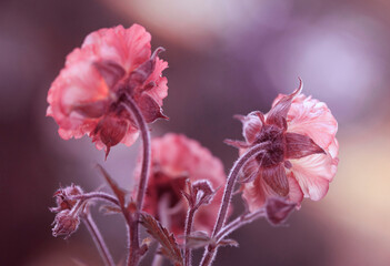 Wiosenne różowe kwiaty Kuklików - Geum. Tapeta, dekoracja.  - obrazy, fototapety, plakaty