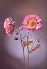 Wiosenne różowe kwiaty Kuklików - Geum. Tapeta, dekoracja. 