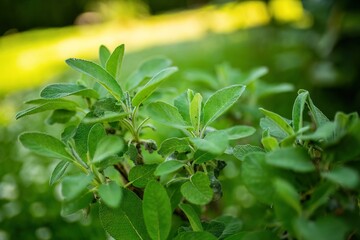 Close Up of Green Leafed Bush