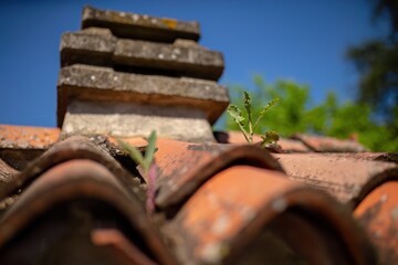 Small Plant Growing on Roof