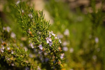 Close Up of rosemary Plant With Small Blue Flowers
