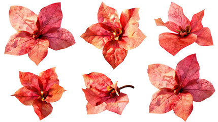 Mussaenda Digital Art 3D Rendering Isolated on Transparent Background, Vibrant and Colorful Botanical Floral Design Element, Top View Flat Lay Cut-Out of Exotic Tropical Plant for Summer Garden Blooms