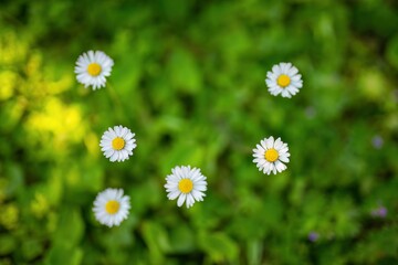 Group of Daisies in a Field of Grass