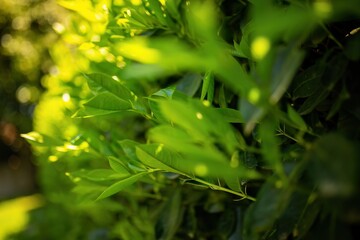 Close Up of Bush With Green Leaves