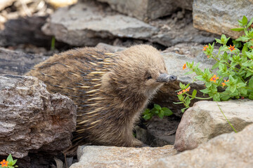A short beaked echidna, Tachyglossus aculeatu, also known as the spiny anteater. This is an egg laying mammal or monotreme.