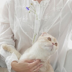 A white-and-red Scottish fold kitten in the arms of a woman in a beautiful white cotton blouse with embroidery and lace and a cornflower on a white background