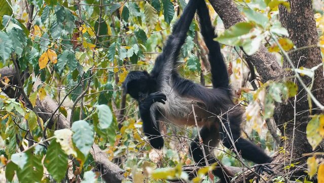 Spider monkey in Guatemalan jungle scratching itself in slow motion while hanging from a tree 