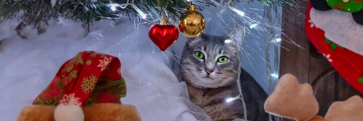 banner of gray cat with green eyes lies under Christmas tree. Christmas or New Year concept.