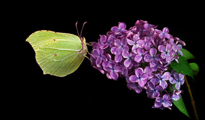 bright yellow butterfly on purple flowers. butterfly on lilac flowers in dew drops isolated on black. brimstones butterfly.