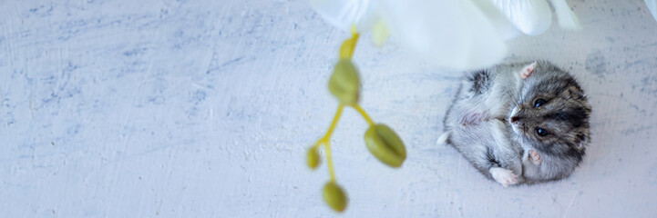 banner of top view of a gray hamster lying next to a white orchid. Pets. soft focus