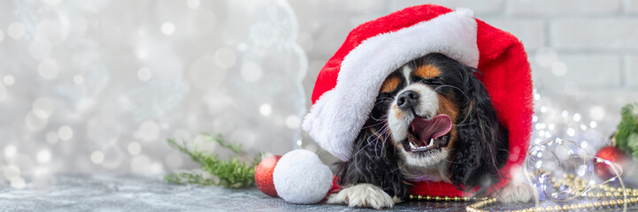 cute puppy in a red Santa Claus hat licks his lips with pleasure on a white background with a garland. Christmas concept. Cavalier King Charles Spaniel tricolor.