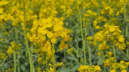 Flowering canola or rapeseed field