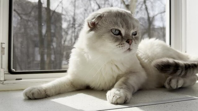 A cute light-colored Scottish Fold cat lies on the windowsill, enjoying the sunshine and licking its lips after a delicious meal