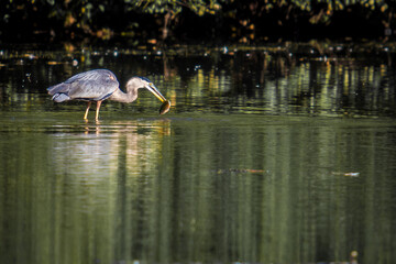 A Blue Heron Spears a Small Fish with his Beak