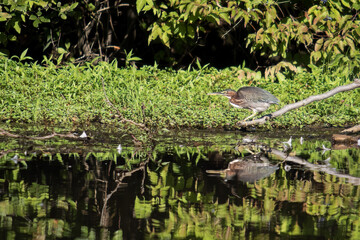 A Black Crowned Night Heron Perches on a Branch Over the Water