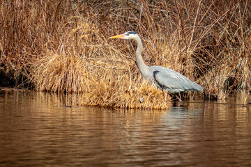 A Blue Heron Stalks His Dinner in Wintertime