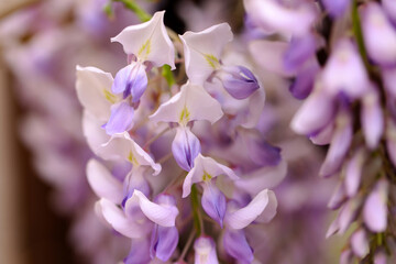 Beautifully blooming wisteria Traditional Japanese flower Purple flowers on background green leaves Spring floral background. Beautiful tree with fragrant, classic purple flowers in hanging clusters - 788495922