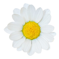 Chamomile or camomile flowers isolated on white background. Camomilie close up. Top view, flat lay, design element.