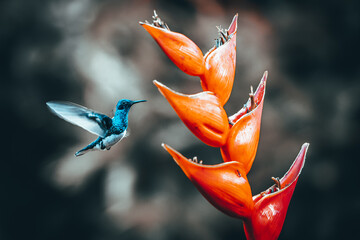 Fototapeta premium Hummingbird in flight, Flying to a heliconia flower, Abstract colors, Hummingbirds drinking nectar, natural world