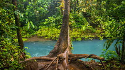Blue river flowing through the rainforest, jungle on the banks of the Rio Celeste in Costa Rica, Landscape, Lush colors of a rainy day - 788496350