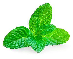 Mint leaves isolated on white background. Fresh peppermint on white background. Melissa close up
