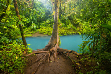 Blue river flowing through the rainforest, jungle on the banks of Rio Celeste in Costa Rica, Landscape - 788497115