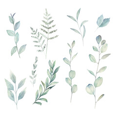 Watercolor greenery set. Hand drawn winter illustration with eucalyptus branch and leaves. Vintage botanical plant - 788497389