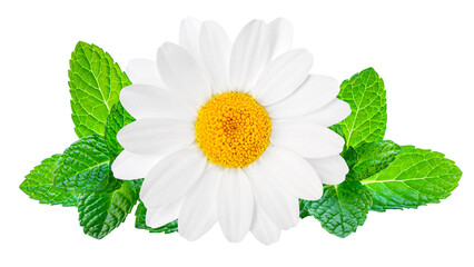 Chamomile or camomile flower isolated on white background.  Beautiful white Daisy (Marguerite)  flower closeup.. - 788497552