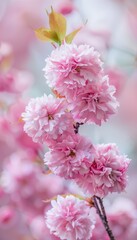 Sakura Blossoms Delicate pink cherry blossoms with a soft-focus background