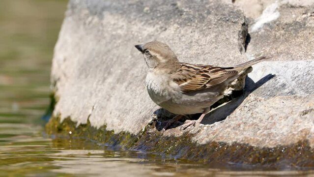 Gorri&oacute;n com&uacute;n (Passer domesticus) hembra, bebiendo agua de un estanque 