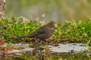 mirlo común o, más comúnmente, mirlo (Turdus merula) en el estanque del parque