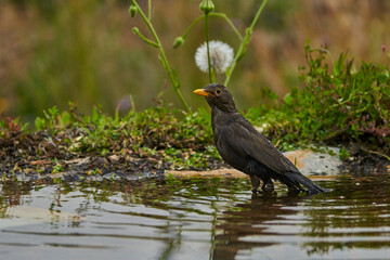 mirlo común o, más comúnmente, mirlo (Turdus merula) en el estanque del parque